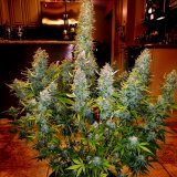 Auto Gorilla #5