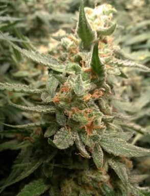 Auto Critical Jack